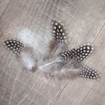 Перья (украшения) набор 5 шт 